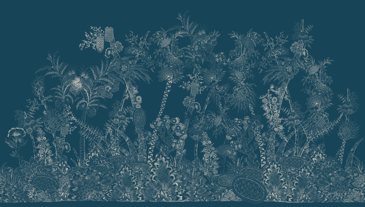 Enchanted Jungle