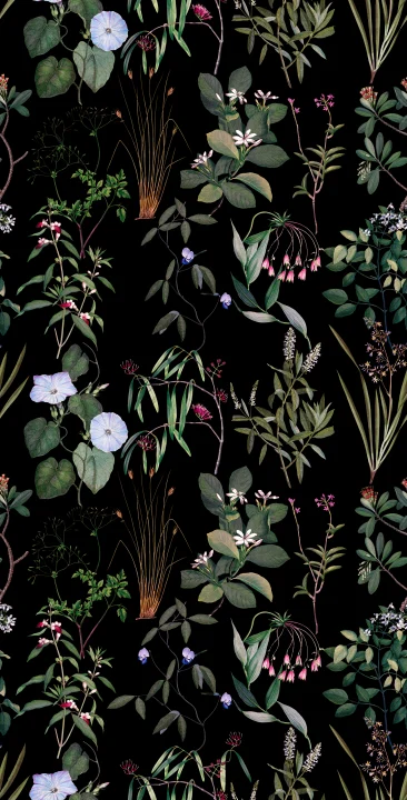 Floraison nocturne