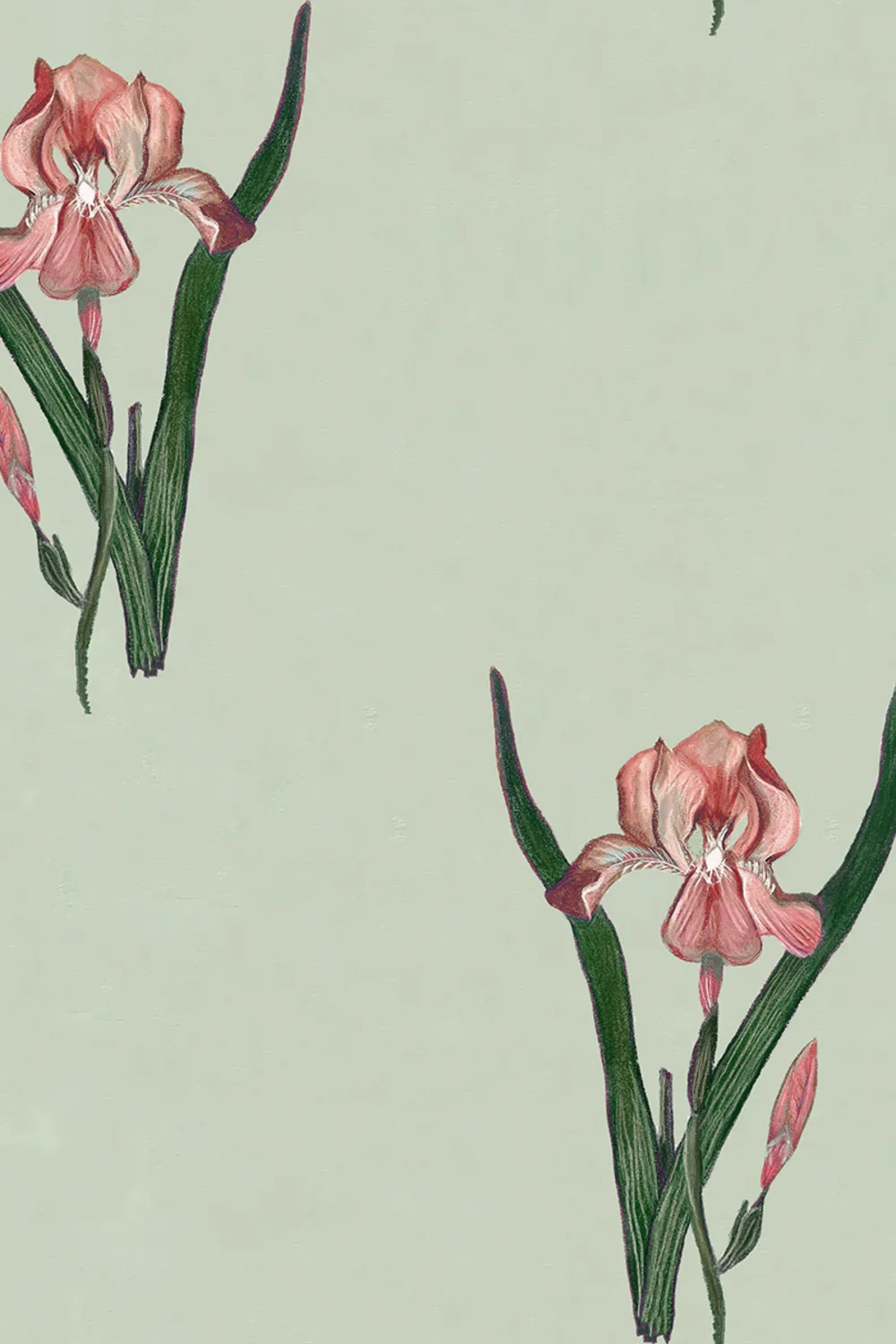 Varsomme Iris hvisker