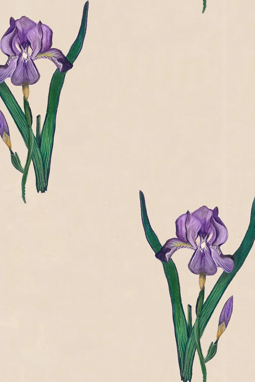 Graceful Irises