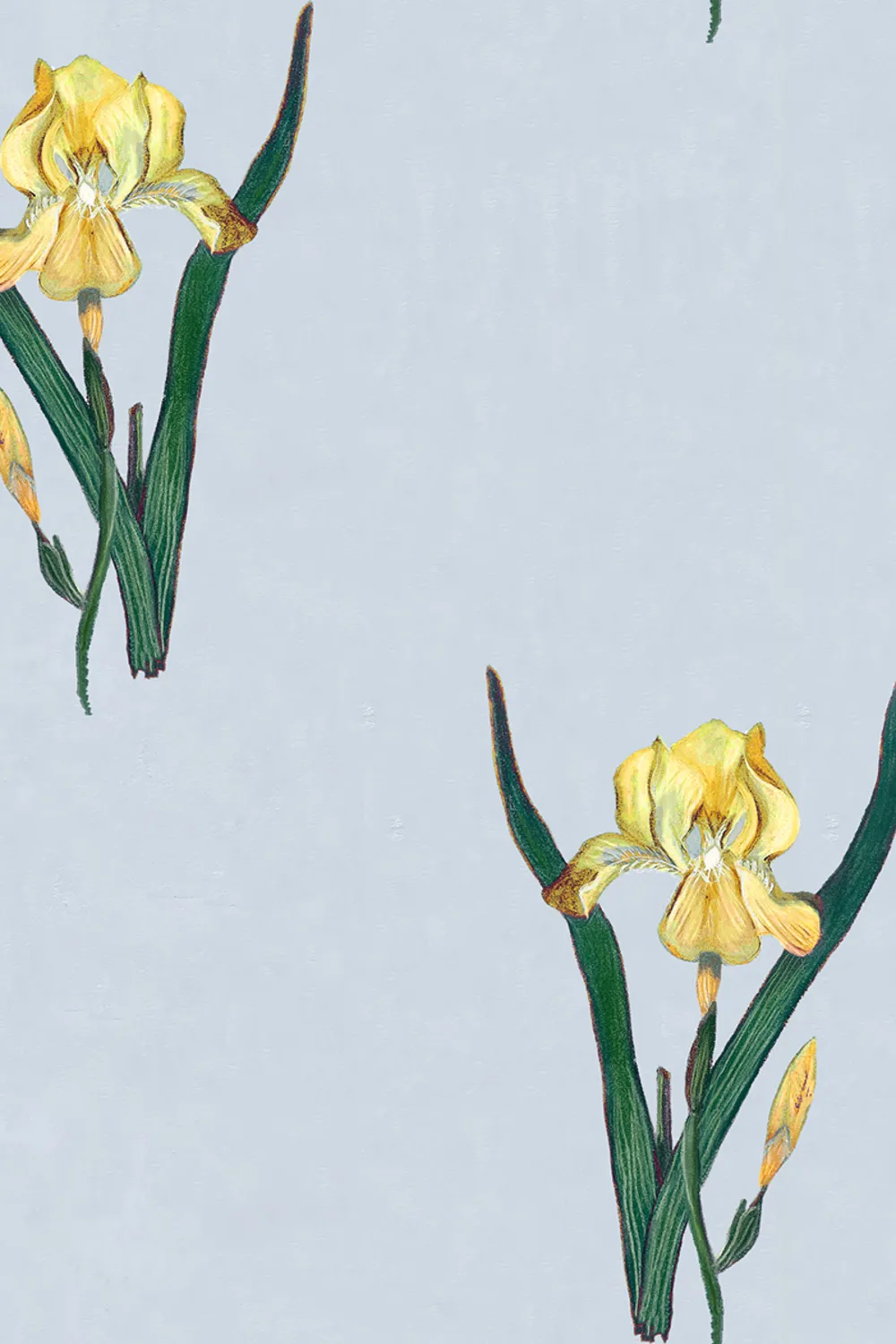 Fioriture aggraziate