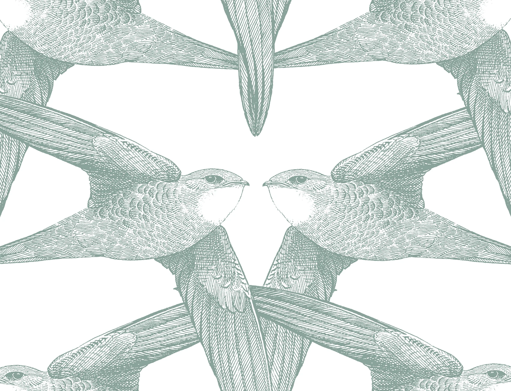 Aves de Gracia