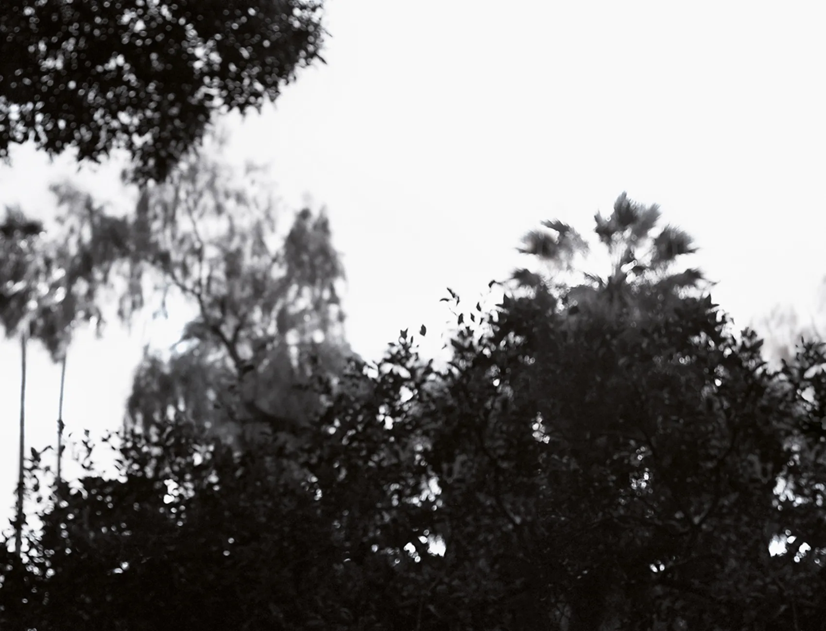 Élégance Monochrome