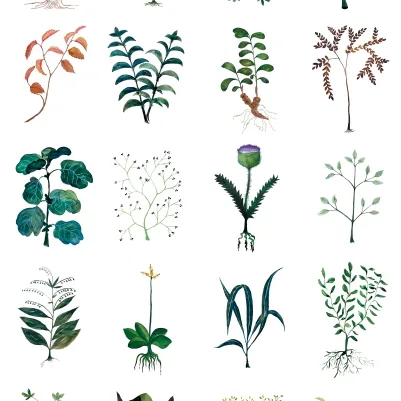 Herbarium, White pattern image