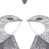 White Birds, Anthracite