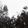 Palermo, Noir et blanc