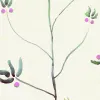 Brindille, Verbena