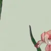 Iris, Pink