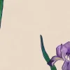 Iris, Plum