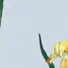 Iris, Yellow