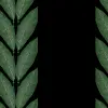 Laurel, Black
