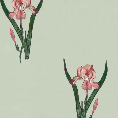 Varsomme Iris hvisker