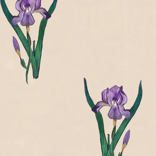 Graceful Irises